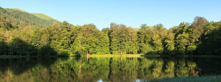 Green forest reflected in a still lake